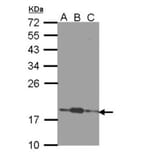 COMMD7 antibody from Signalway Antibody (22067) - Antibodies.com