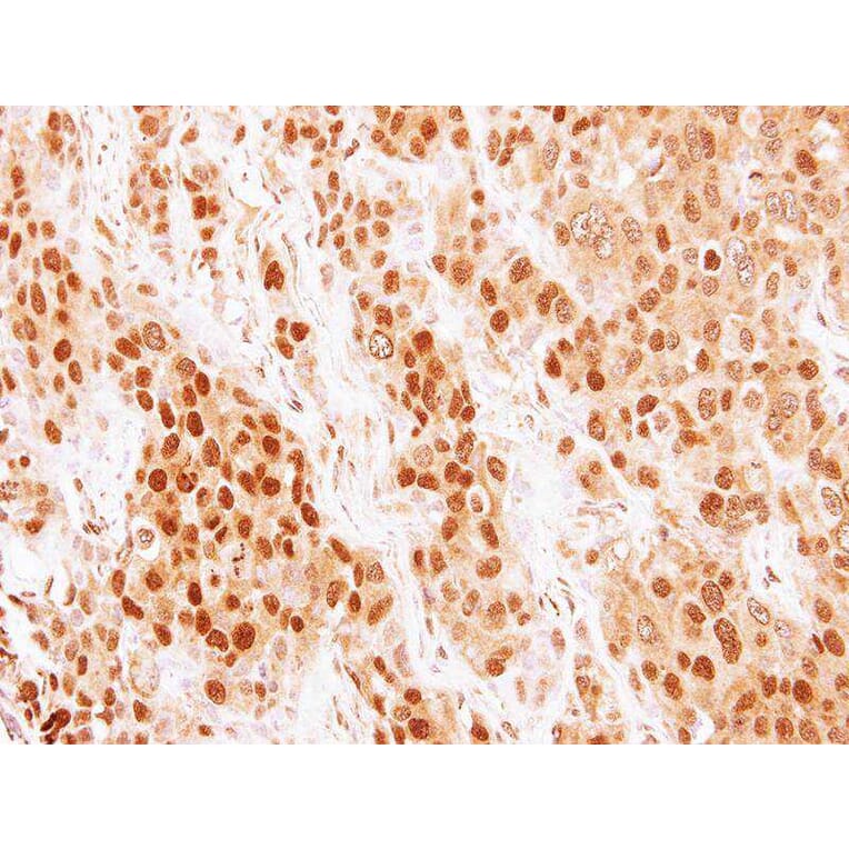 Immunohistochemistry - COMMD7 antibody from Signalway Antibody (22067) - Antibodies.com