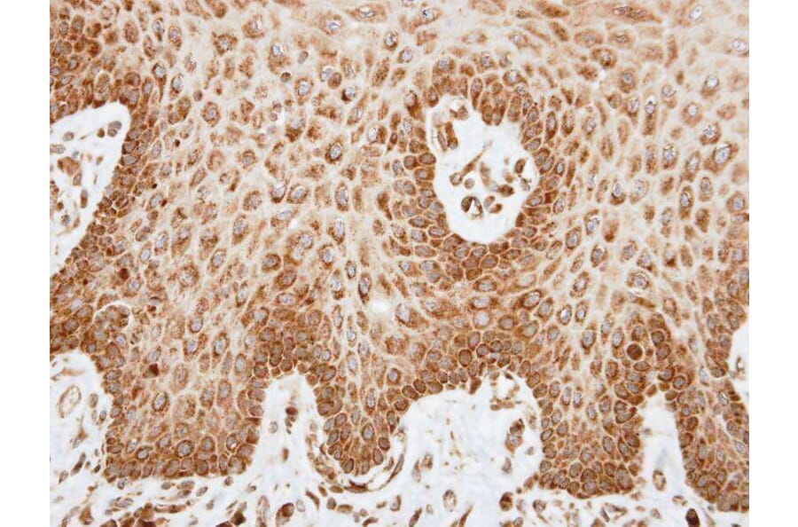 Immunohistochemistry - COX6A2 antibody from Signalway Antibody (22072) - Antibodies.com