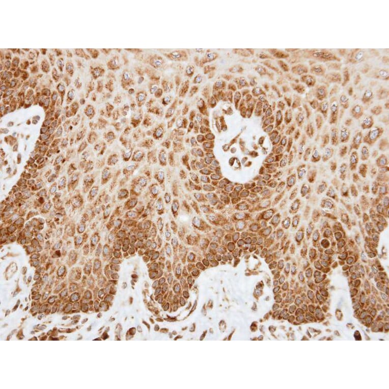 Immunohistochemistry - COX6A2 antibody from Signalway Antibody (22072) - Antibodies.com