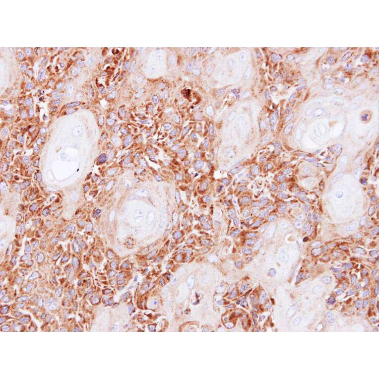 Immunohistochemistry - NDUFS8 antibody from Signalway Antibody (22088) - Antibodies.com