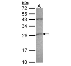GST A4 antibody from Signalway Antibody (22093) - Antibodies.com