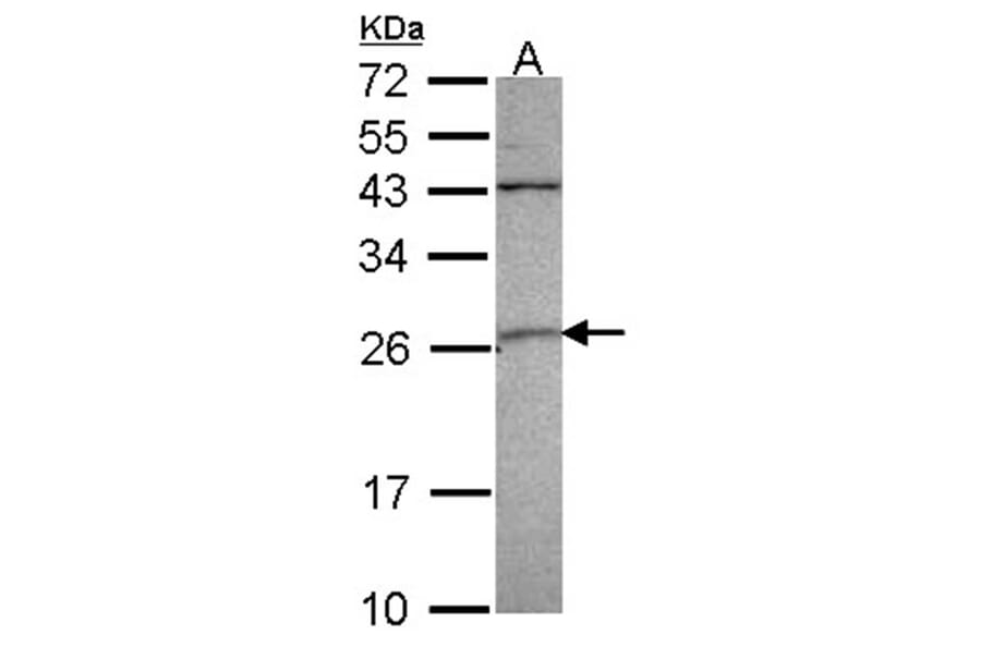 GST A4 antibody from Signalway Antibody (22093) - Antibodies.com