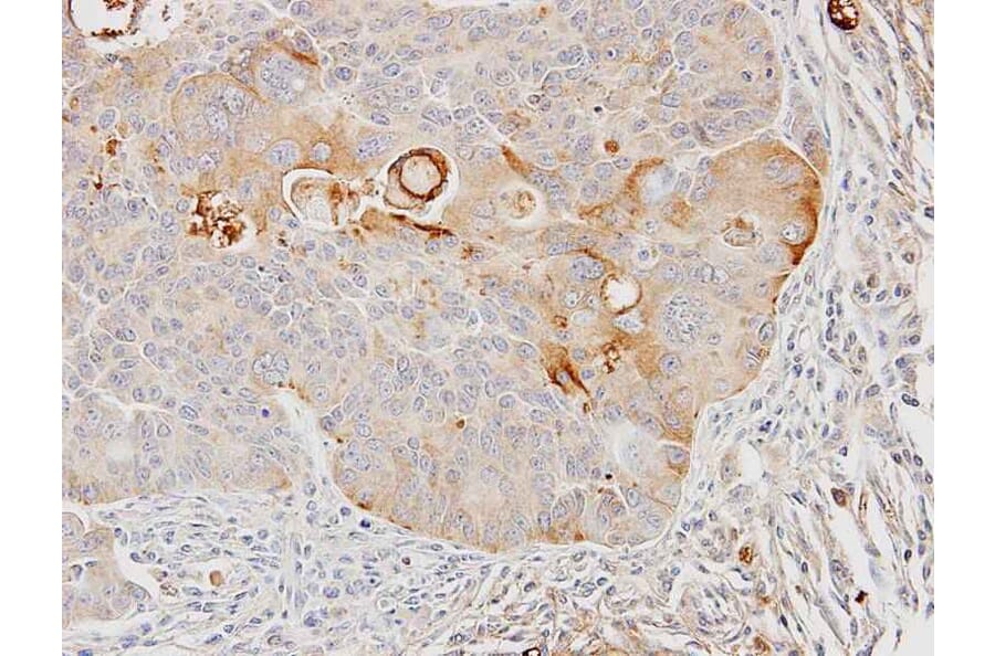 Immunohistochemistry - GST A4 antibody from Signalway Antibody (22093) - Antibodies.com
