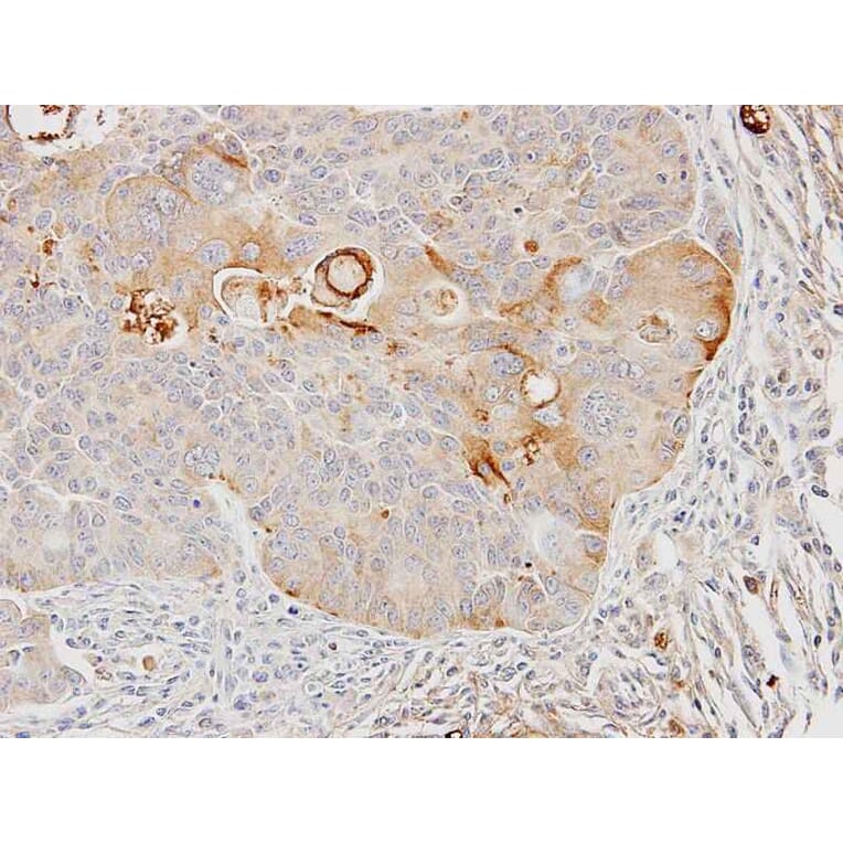 Immunohistochemistry - GST A4 antibody from Signalway Antibody (22093) - Antibodies.com