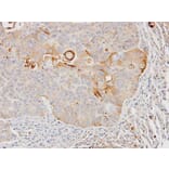 Immunohistochemistry - GST A4 antibody from Signalway Antibody (22093) - Antibodies.com