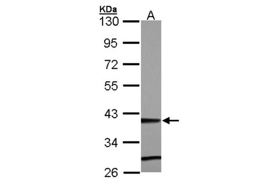 ZNF707 antibody from Signalway Antibody (22104) - Antibodies.com
