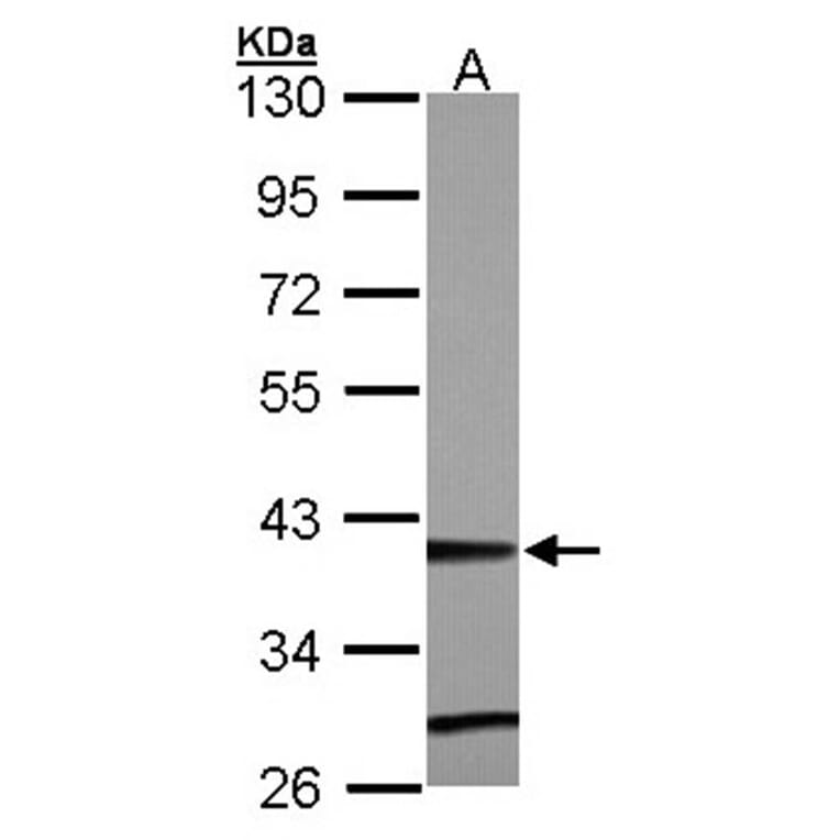 ZNF707 antibody from Signalway Antibody (22104) - Antibodies.com