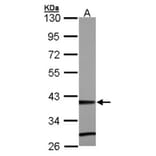 ZNF707 antibody from Signalway Antibody (22104) - Antibodies.com