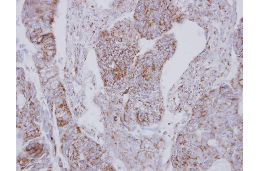 Immunohistochemistry - NDUFS2 antibody from Signalway Antibody (22112) - Antibodies.com