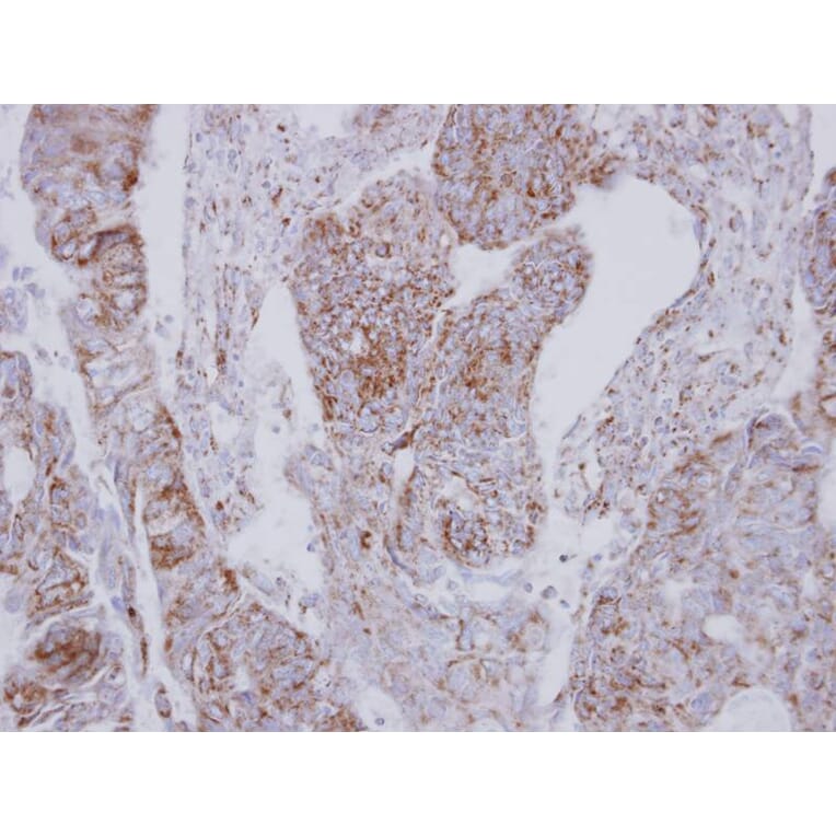 Immunohistochemistry - NDUFS2 antibody from Signalway Antibody (22112) - Antibodies.com