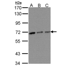 TROVE2 antibody from Signalway Antibody (22139) - Antibodies.com