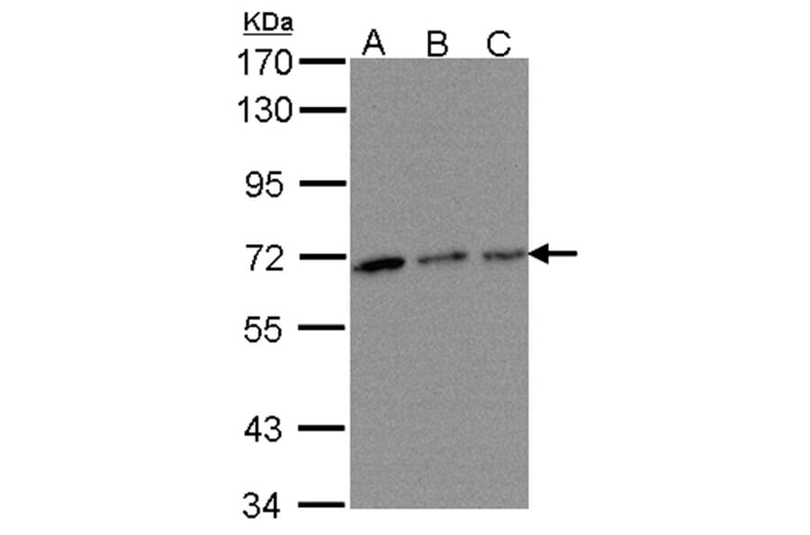 TROVE2 antibody from Signalway Antibody (22139) - Antibodies.com