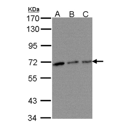 TROVE2 antibody from Signalway Antibody (22139) - Antibodies.com