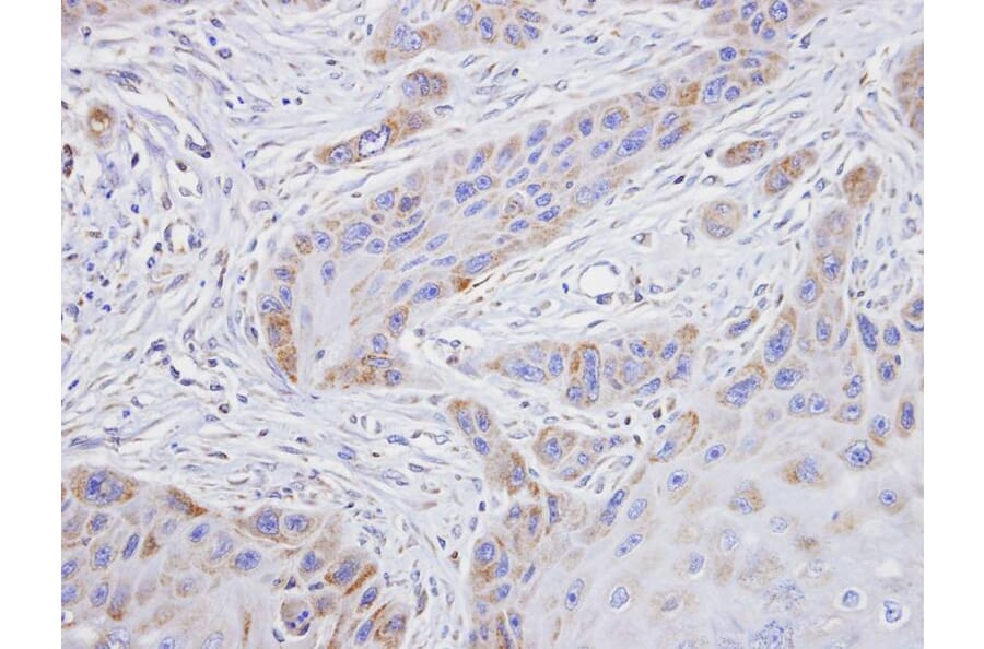 Immunohistochemistry - TROVE2 antibody from Signalway Antibody (22139) - Antibodies.com