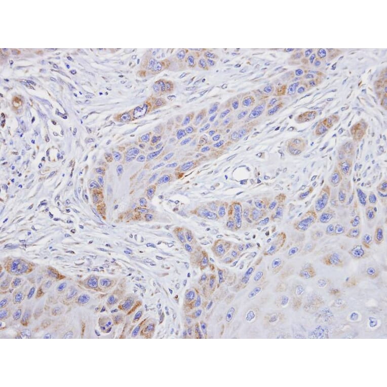 Immunohistochemistry - TROVE2 antibody from Signalway Antibody (22139) - Antibodies.com