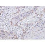 Immunohistochemistry - TROVE2 antibody from Signalway Antibody (22139) - Antibodies.com