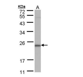 POLR2G antibody from Signalway Antibody (22160) - Antibodies.com