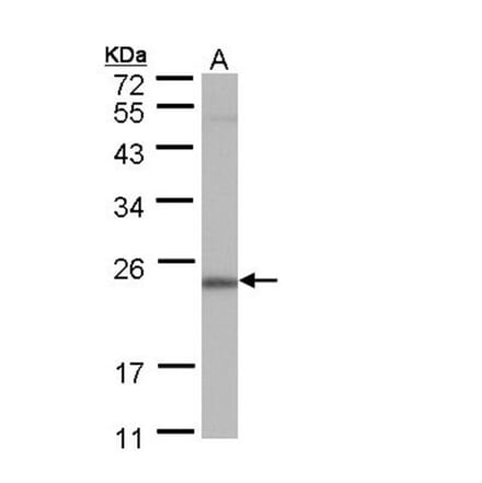 POLR2G antibody from Signalway Antibody (22160) - Antibodies.com