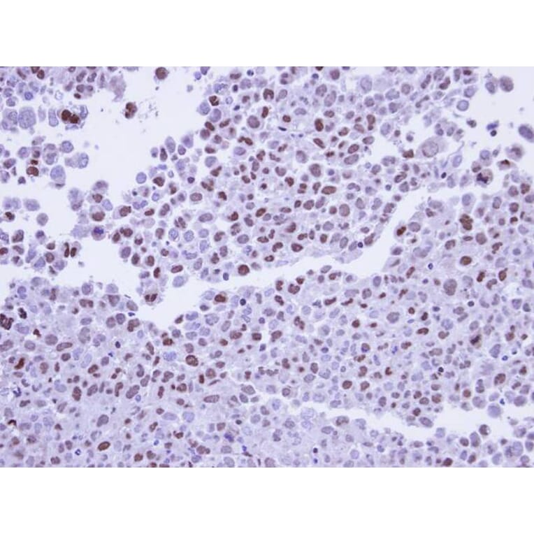 Immunohistochemistry - POLR2G antibody from Signalway Antibody (22160) - Antibodies.com