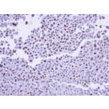 Immunohistochemistry - POLR2G antibody from Signalway Antibody (22160) - Antibodies.com