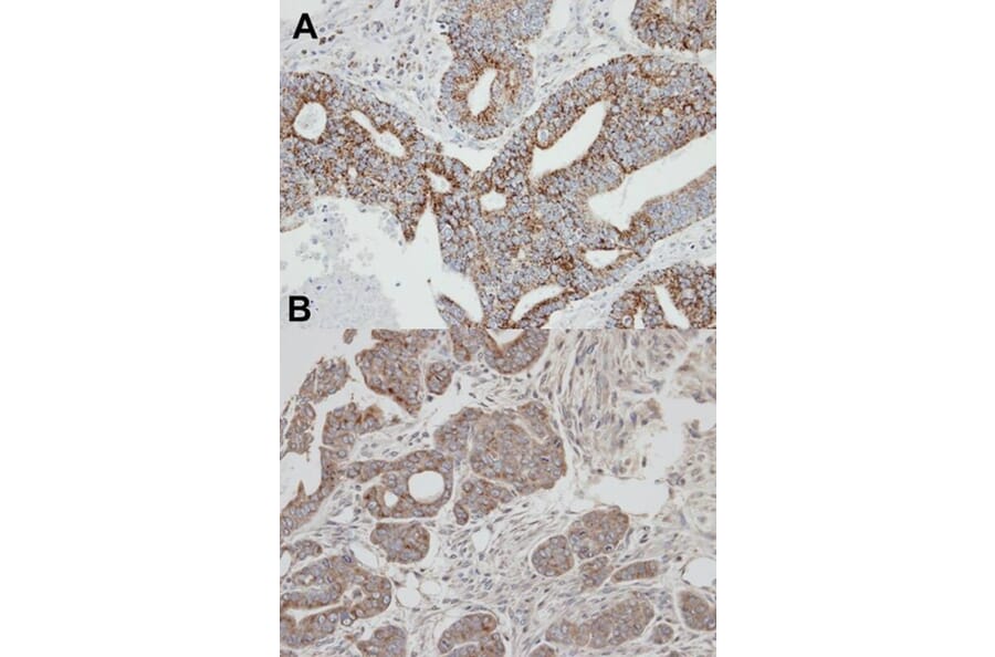 Immunohistochemistry - Rab 2 antibody from Signalway Antibody (22196) - Antibodies.com