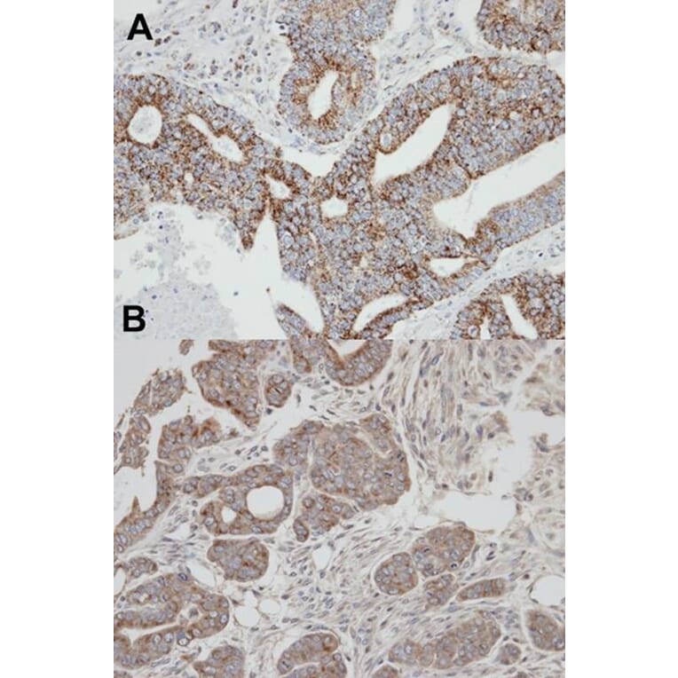 Immunohistochemistry - Rab 2 antibody from Signalway Antibody (22196) - Antibodies.com