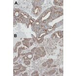 Immunohistochemistry - Rab 2 antibody from Signalway Antibody (22196) - Antibodies.com