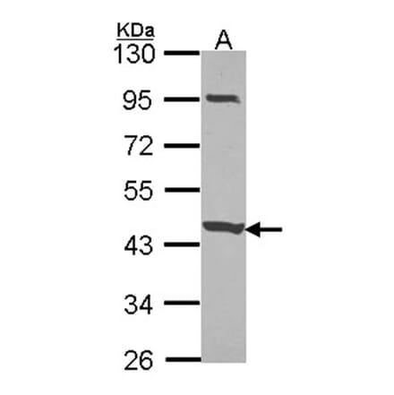 CCDC83 antibody from Signalway Antibody (22222) - Antibodies.com