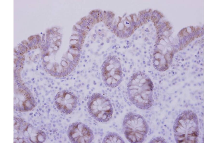 Immunohistochemistry - CCDC83 antibody from Signalway Antibody (22222) - Antibodies.com