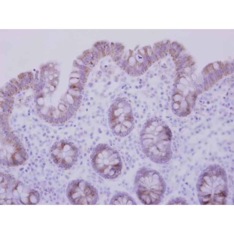 Immunohistochemistry - CCDC83 antibody from Signalway Antibody (22222) - Antibodies.com