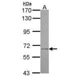 UGT1A antibody from Signalway Antibody (22250) - Antibodies.com