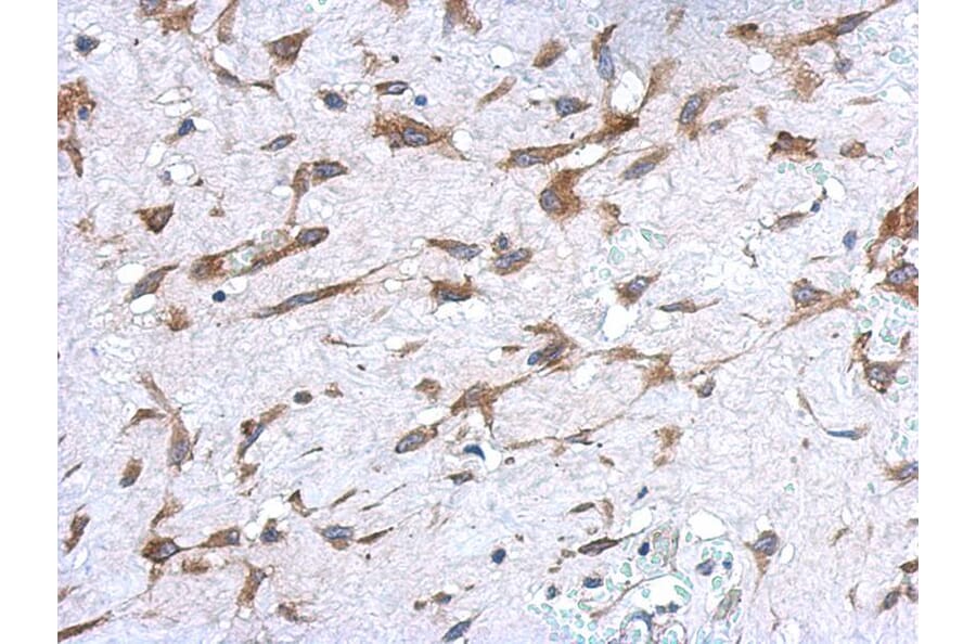 Immunohistochemistry - UGT1A antibody from Signalway Antibody (22250) - Antibodies.com