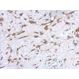 Immunohistochemistry - UGT1A antibody from Signalway Antibody (22250) - Antibodies.com