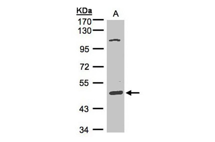 SCARA3 antibody from Signalway Antibody (22262) - Antibodies.com