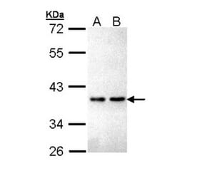 ZNF346 antibody from Signalway Antibody (22267) - Antibodies.com