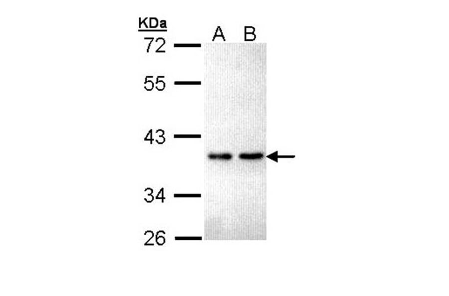 ZNF346 antibody from Signalway Antibody (22267) - Antibodies.com