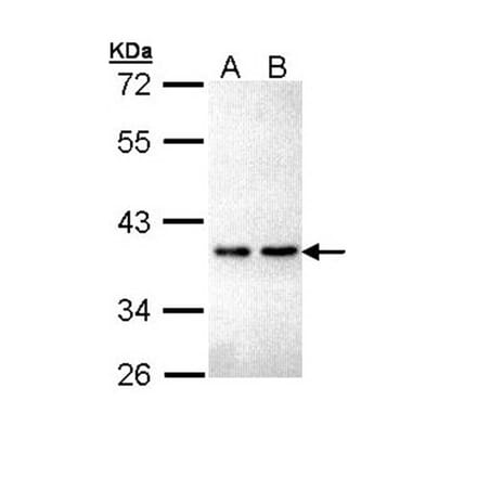 ZNF346 antibody from Signalway Antibody (22267) - Antibodies.com