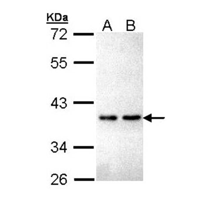 ZNF346 antibody from Signalway Antibody (22267) - Antibodies.com