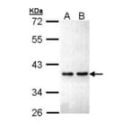 ZNF346 antibody from Signalway Antibody (22267) - Antibodies.com
