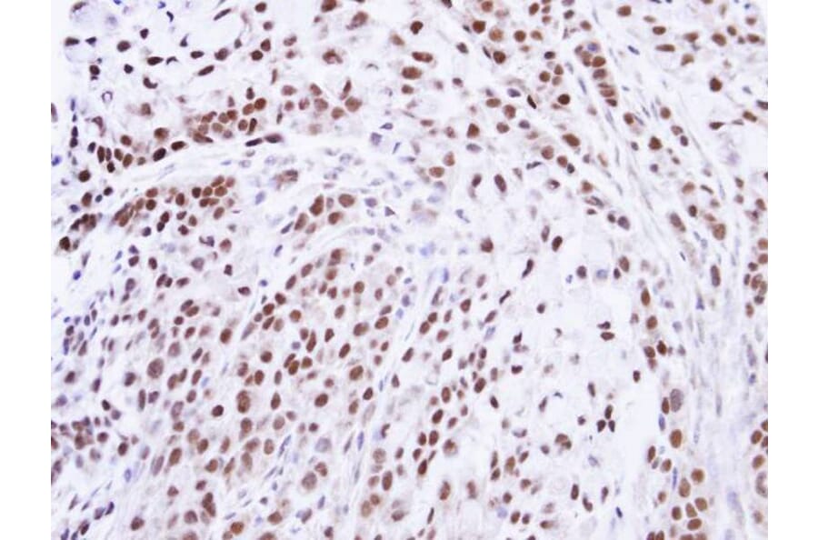 Immunohistochemistry - ZNF346 antibody from Signalway Antibody (22267) - Antibodies.com