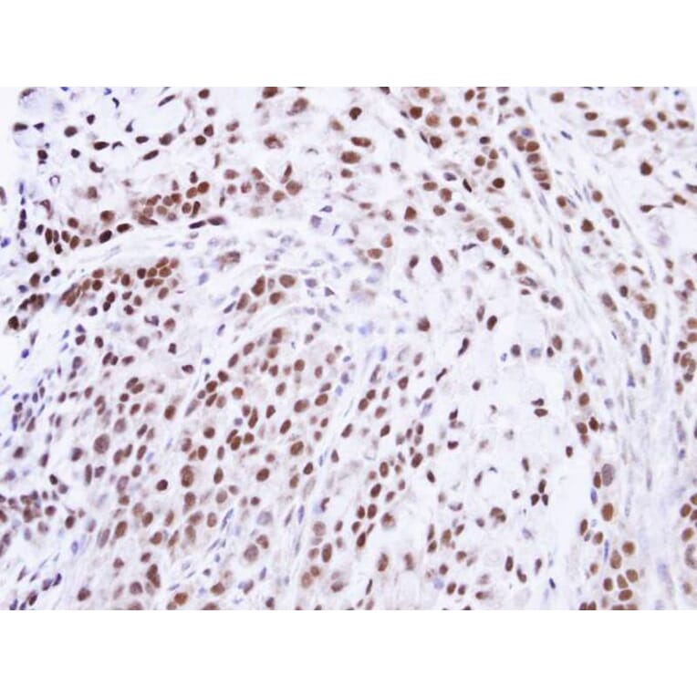 Immunohistochemistry - ZNF346 antibody from Signalway Antibody (22267) - Antibodies.com