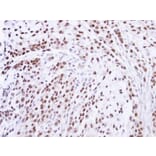 Immunohistochemistry - ZNF346 antibody from Signalway Antibody (22267) - Antibodies.com