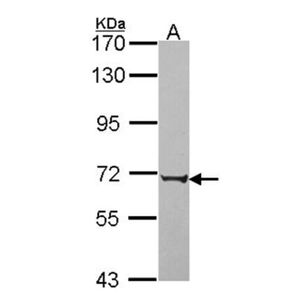 PABPC3 antibody from Signalway Antibody (22285) - Antibodies.com