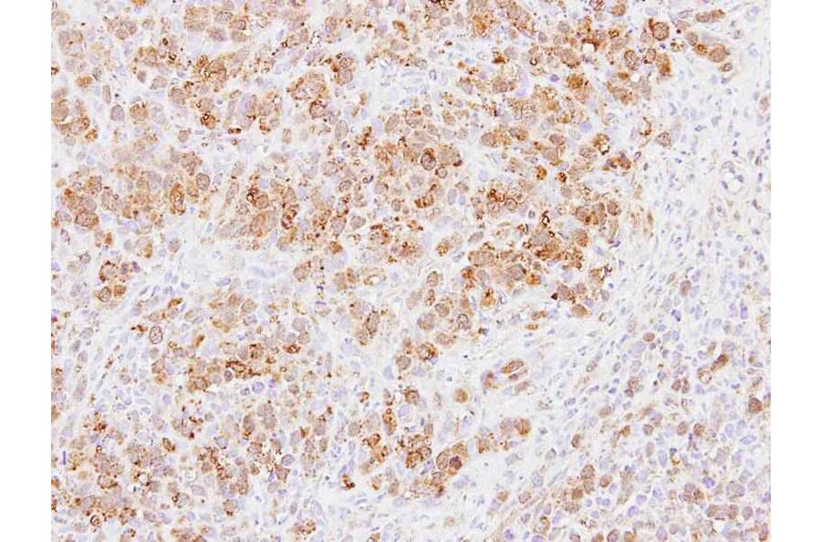 Immunohistochemistry - PABPC3 antibody from Signalway Antibody (22285) - Antibodies.com