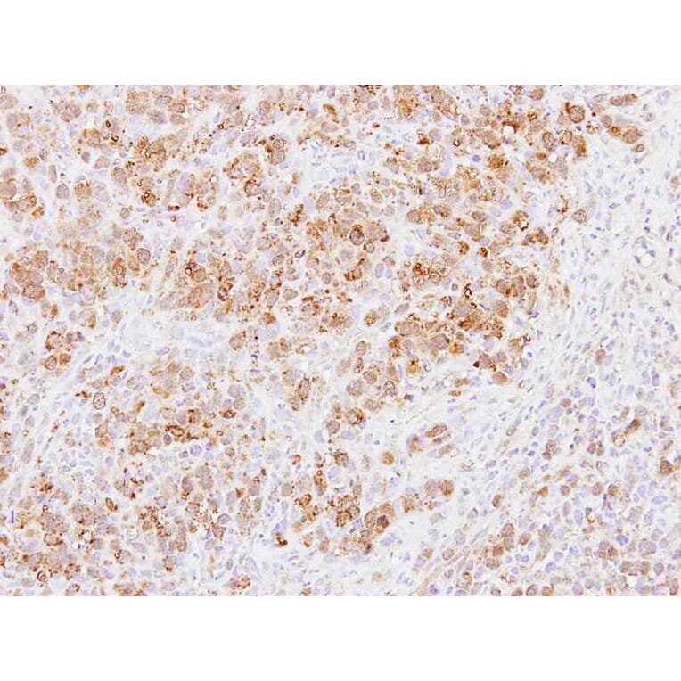 Immunohistochemistry - PABPC3 antibody from Signalway Antibody (22285) - Antibodies.com