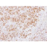 Immunohistochemistry - PABPC3 antibody from Signalway Antibody (22285) - Antibodies.com