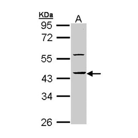 HS1BP3 antibody from Signalway Antibody (22311) - Antibodies.com