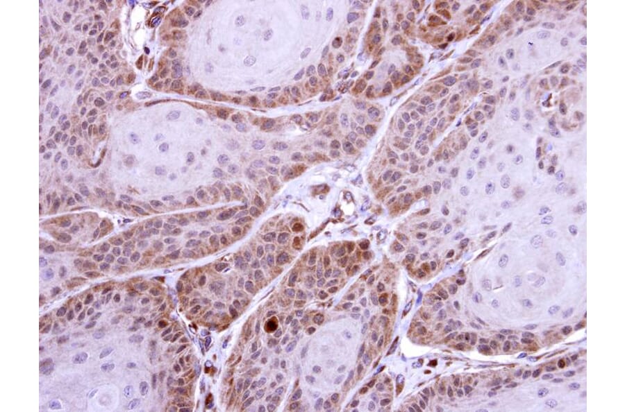 Immunohistochemistry - HS1BP3 antibody from Signalway Antibody (22311) - Antibodies.com