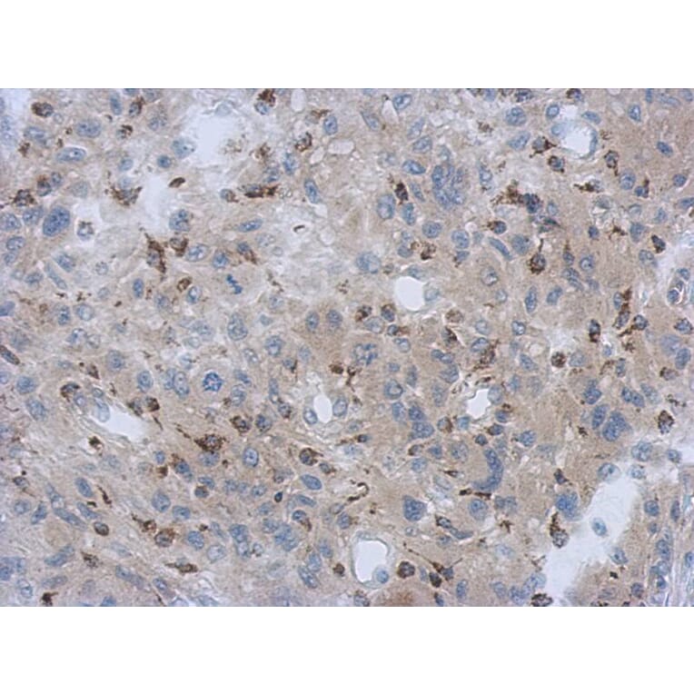 Immunohistochemistry - NDUFV1 antibody from Signalway Antibody (22341) - Antibodies.com